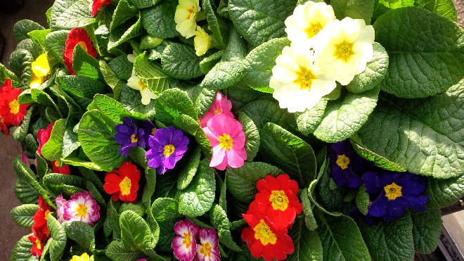 Primula vulgaris (gemengde kleuren) Sleutelbloem