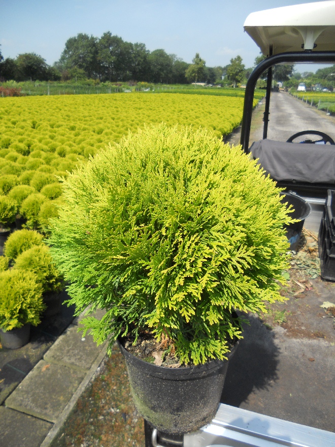 Thuja occidentalis 'Mirjam' Gouden Levensboom