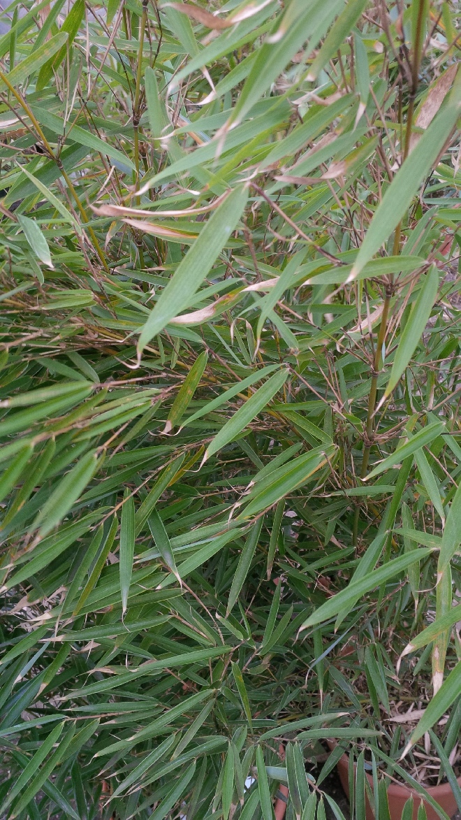Fargesia robusta Groenblijvende Bamboe
