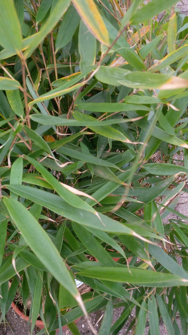 Fargesia robusta 'Pingwu' Groenblijvende Bamboe