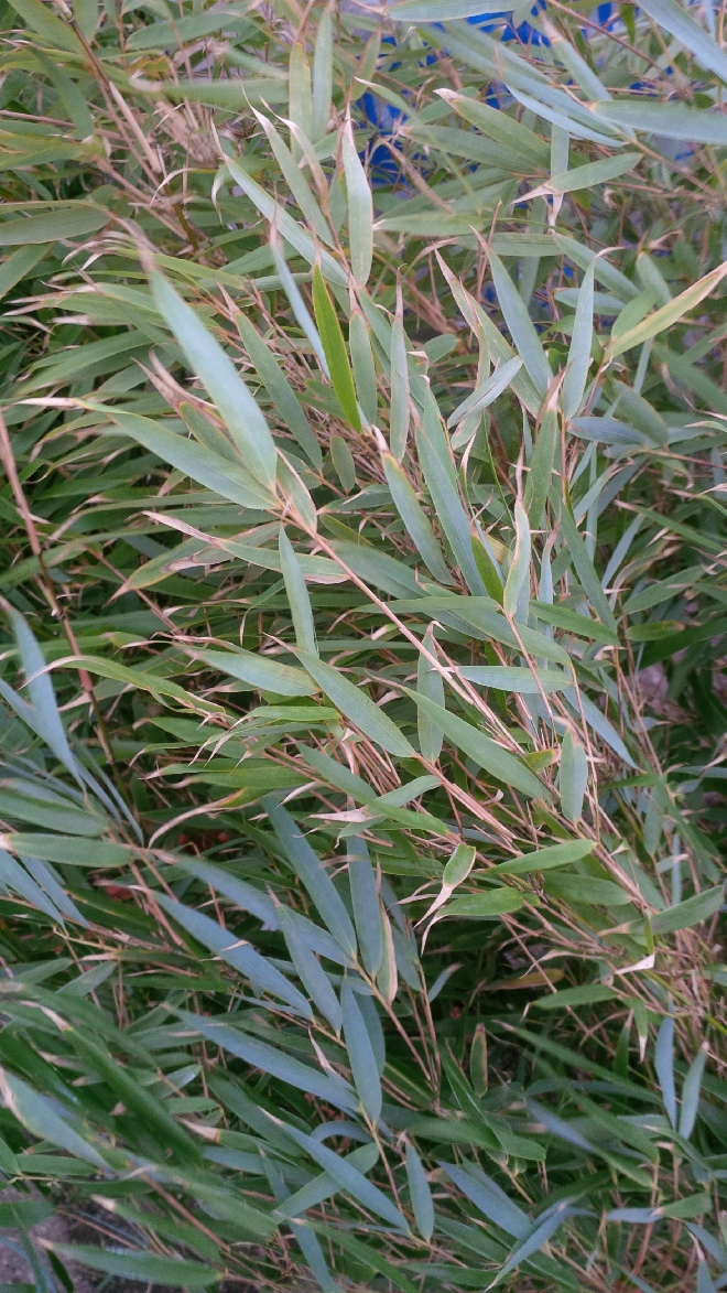 Fargesia 'Winter Joy'  Groenblijvende Bamboe