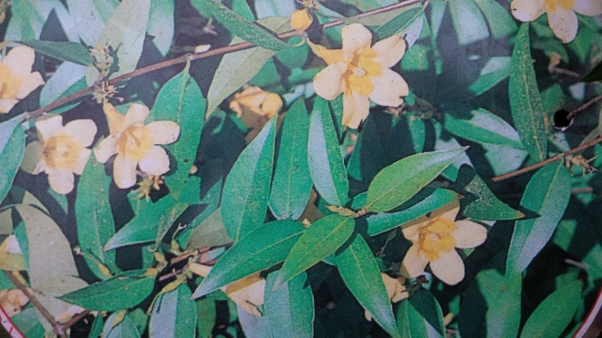 Gelsemium sempervirens wilde jasmijn