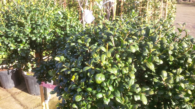 Ilex crenata 'Green Lustre' Chinese hulst