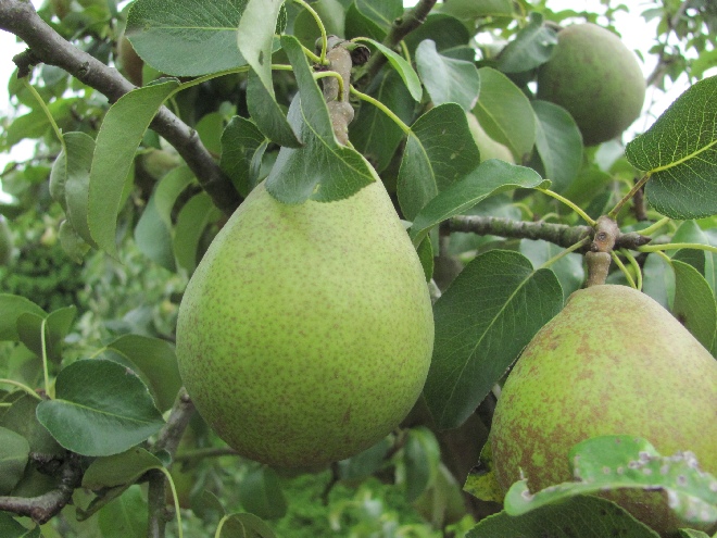 Pyrus communis 'Jut' peer 'Jut'