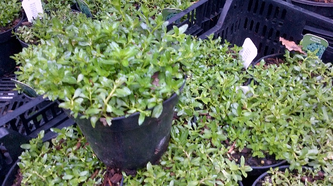 Mentha pulegium Polei