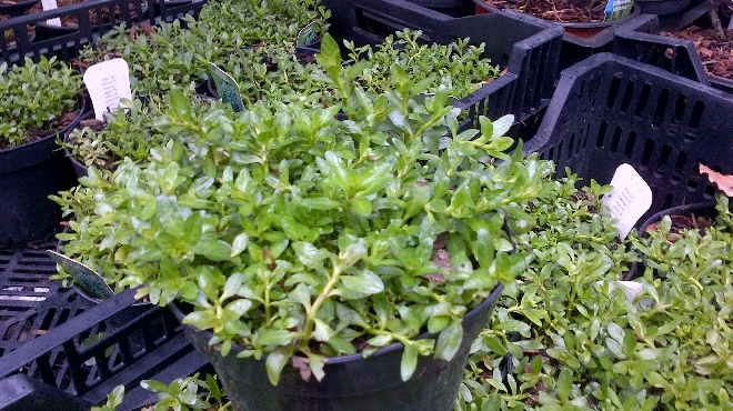 Mentha pulegium polei