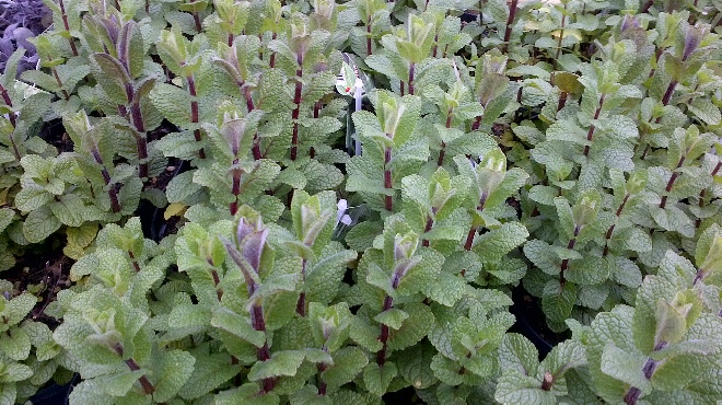 Mentha spicata 'Moroccan' Marokkaanse Munt