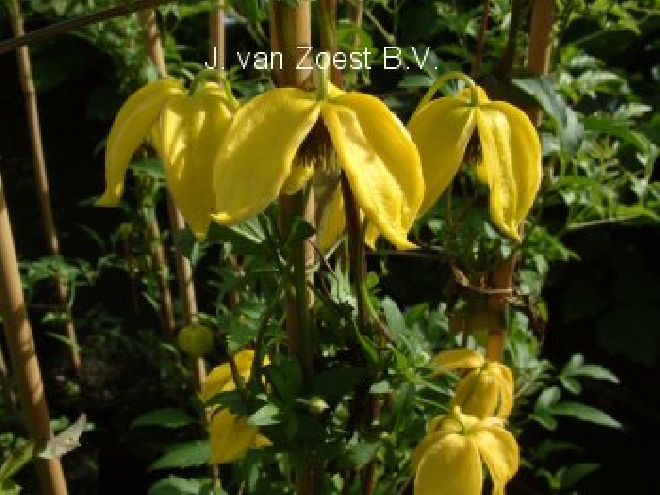 Clematis 'Bill MacKenzie' Tangutica groep