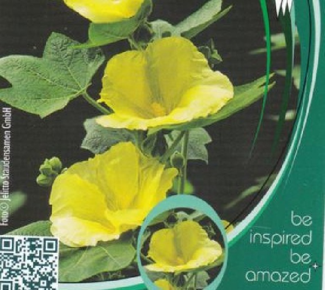 Alcea rosea 'Sunshine' (Geel) Stokroos (enkelbloemig) 