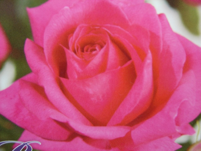 Rosa 'Criterion'  Struikroos Criterion
