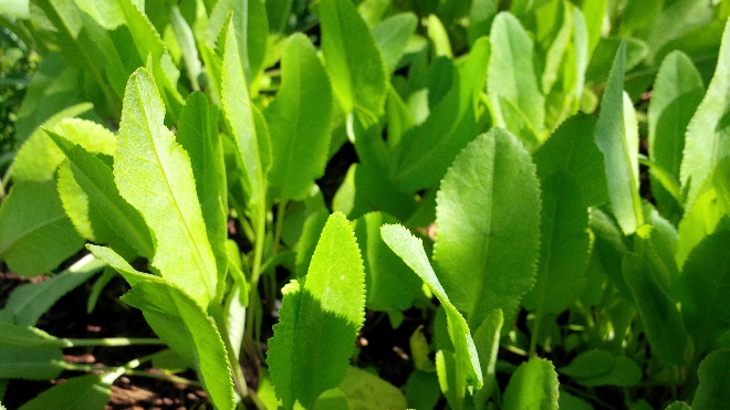 Tanacetum balsamita (syn. Balsamita major) Balsemwormkruid, Wondbalsem, Sint Pieterkruid