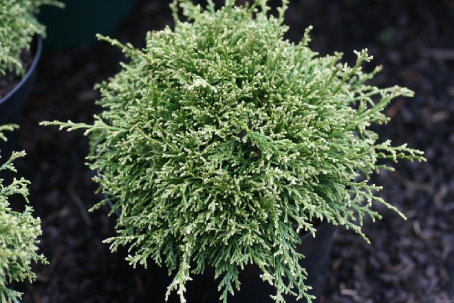 Chamaecyparis pisifera 'White Pygmy' Schijncypres