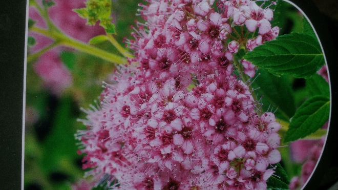 Spiraea japonica 'Froebelii' Roze Struikspirea