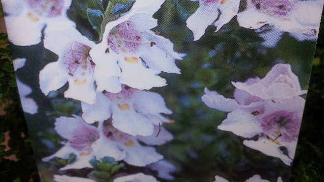 Prostanthera cuneata Muntstruik
