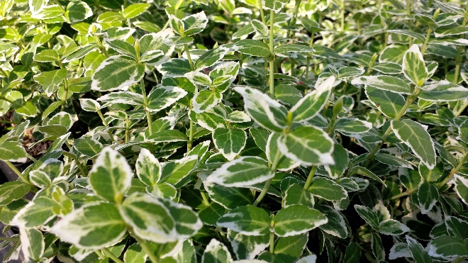 Euonymus fortunei 'Emerald Gaiety' Zilverbonte Kardinaalshoed