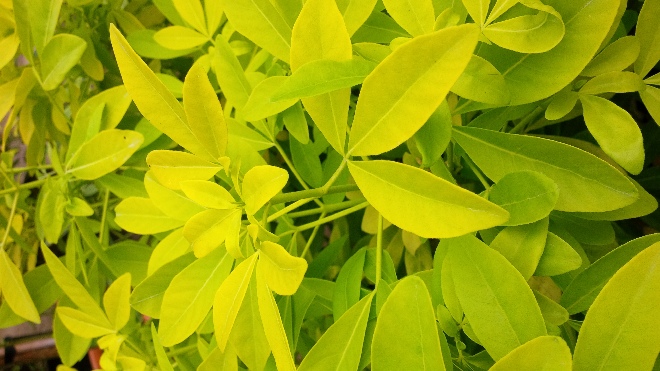 Choisya ternata 'Lich' (Sundance)(syn. Brica) Sundance