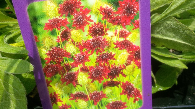 Knautia macedonica 'Red Knight' Beemdkroon