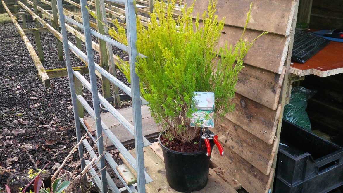 Diosma hirsuta 'Sunset Gold' Citroenstruik