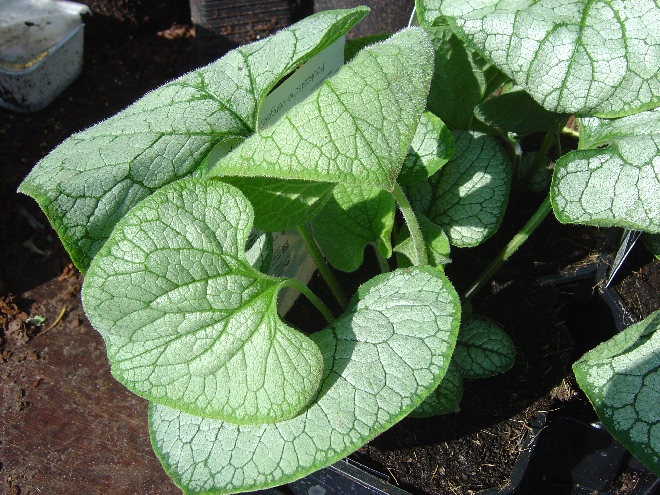Brunnera macrophylla 'Silver Heart' ® Kaukasische-vergeet-mij-nietje