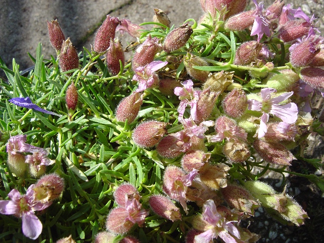 Saponaria olivana Zeepkruid