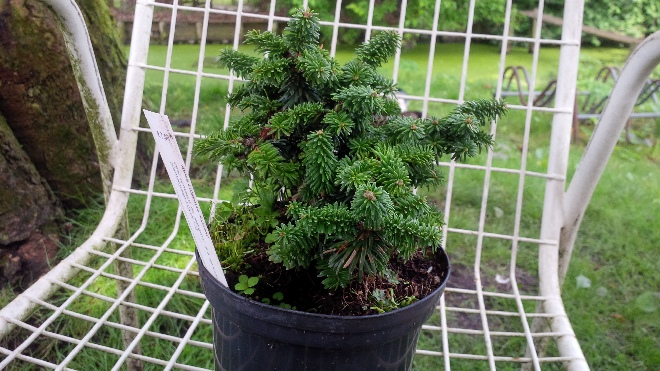 Abies balsamea 'Piccolo' zilverspar