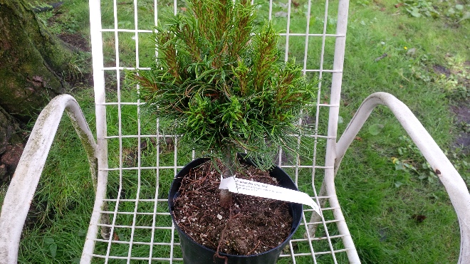 Pinus strobus 'Green Twist' Blauwe Pijnboom