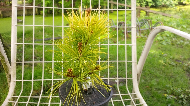 Pinus parviflora 'Goldilocks' Bergden, Goudkleurige Pijnboom