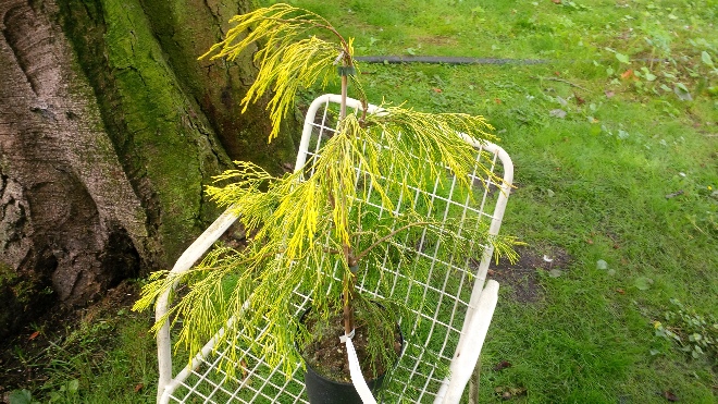 Chamaecyparis lawsoniana 'Karaca' Gele Warrige Schijncypres