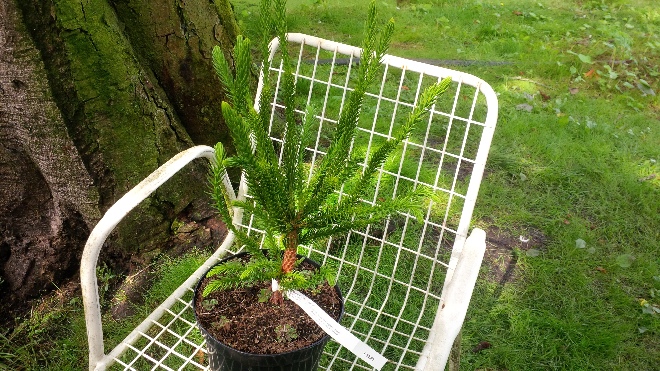 Cryptomeria japonica 'Dinger' 