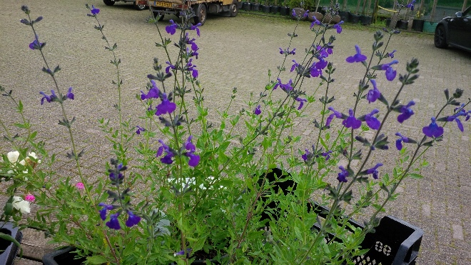 Salvia microphylla 'Blue Monrovia' Blauwe Salie