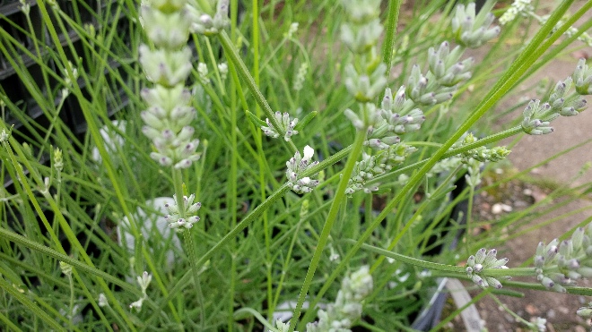 Lavandula angustifolia 'Arctic Snow' Lavendel