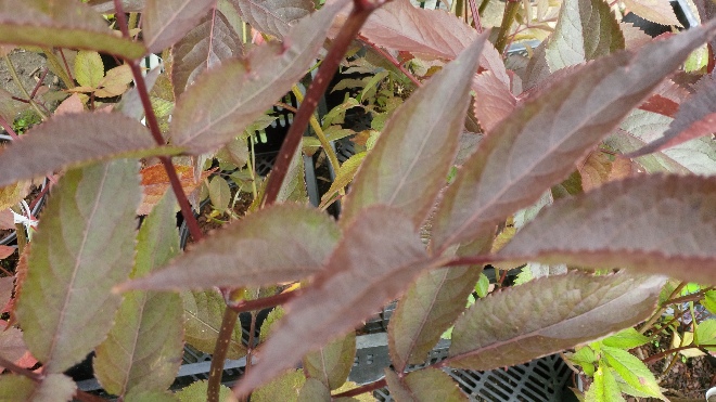 Sambucus nigra 'Gerda' (Black Beauty) Roodbladige Vlier