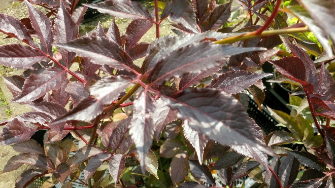 Sambucus nigra 'Thundercloud' Roodbladige Vlier