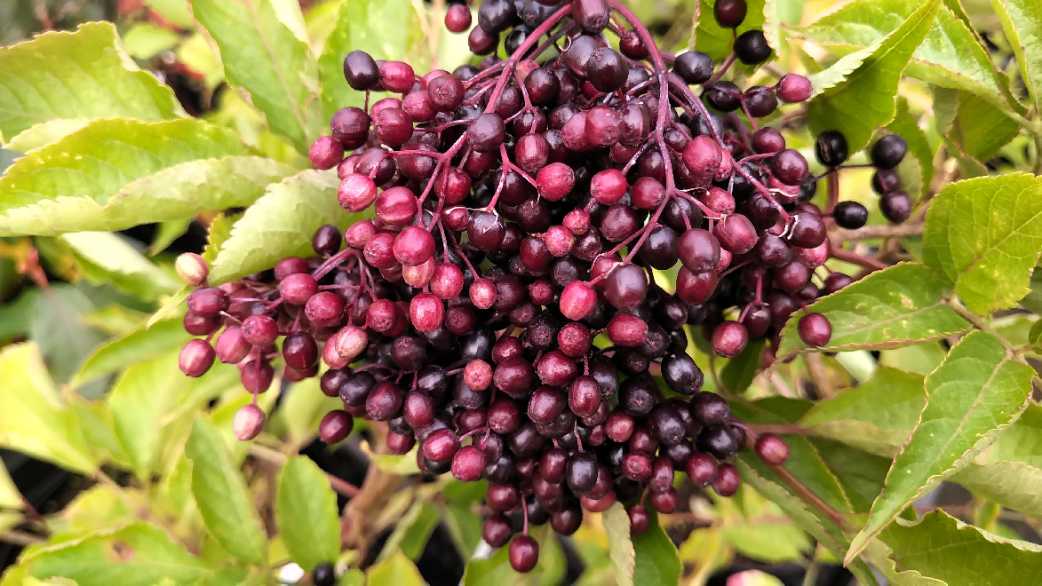 Sambucus nigra 'Haschberg' Gewone Vlier, Vlierbes