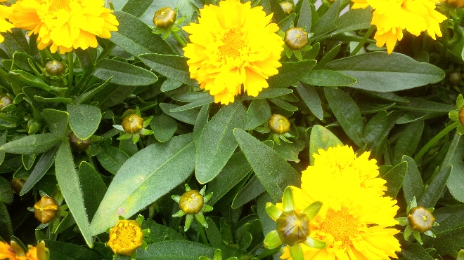 Coreopsis grandiflora 'Early Sunrise' Meisjesogen