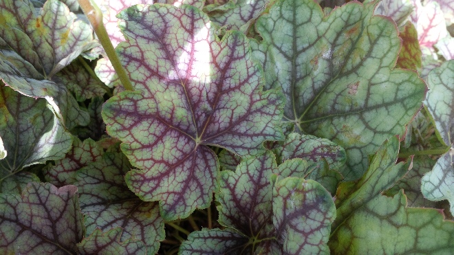 Heuchera 'Venus' Purperklokje