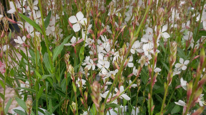 Gaura lindheimeri 'Snowstorm' Prachtkaars