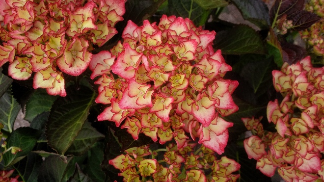 Hydrangea macrophylla 'H211901' (Adula) Hortensia
