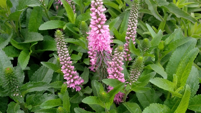 Veronica spicata 'Rocket Power Pink' Ereprijs