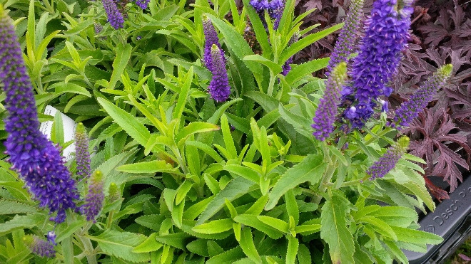 Veronica spicata 'Rocket Power Blue' Ereprijs