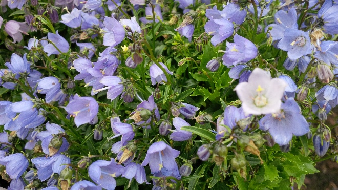 Campanula cochleariifolia 'Swinging Bells Blue' Karpatenklokje