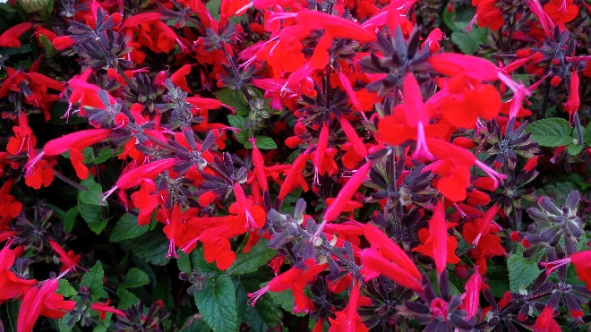 Salvia coccinea 'Summer Jewel Red' salie