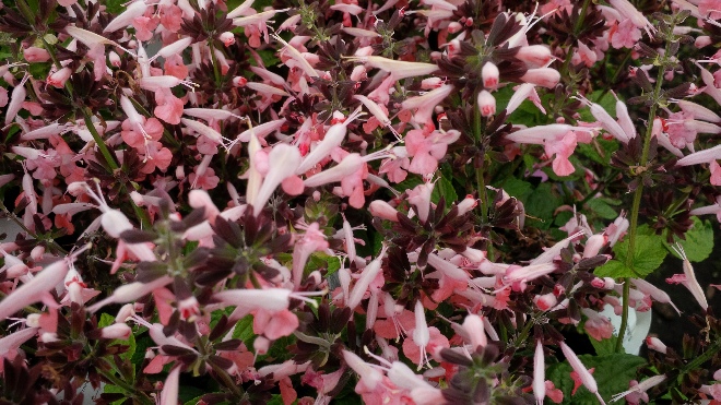 Salvia coccinea 'Summer Jewel Pink' salie