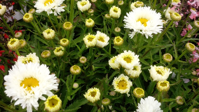 Leucanthemum 'Laspider' margriet