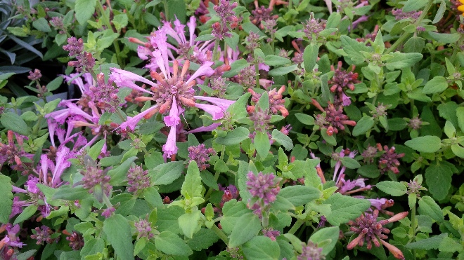 Agastache aurantiaca 'Agadir Pink' 
