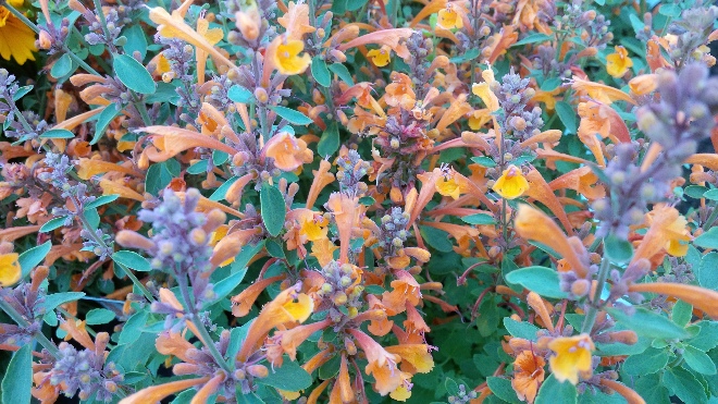 Agastache aurantiaca 'Agadir Orange' 