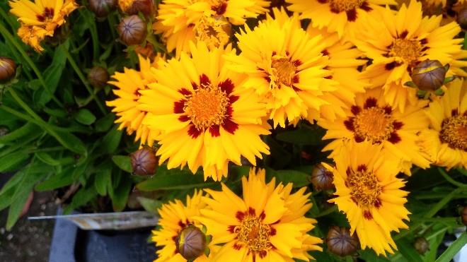 Coreopsis grandiflora 'Sunfire' 'Meisjesogen