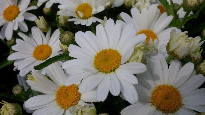Leucanthemum 'Leuz0002'PBR (Western Star Leo) margriet