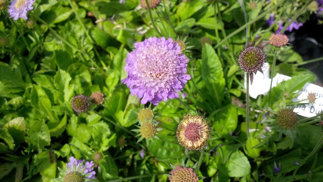 Scabiosa japonica 'Ritz Blue' Alpine Duifkruid