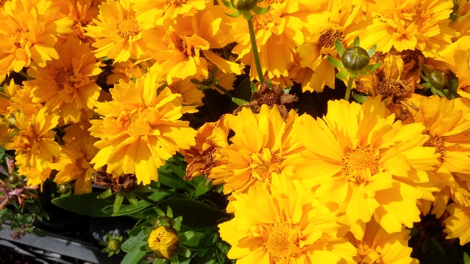 Coreopsis grandiflora 'Presto' 'Meisjesogen